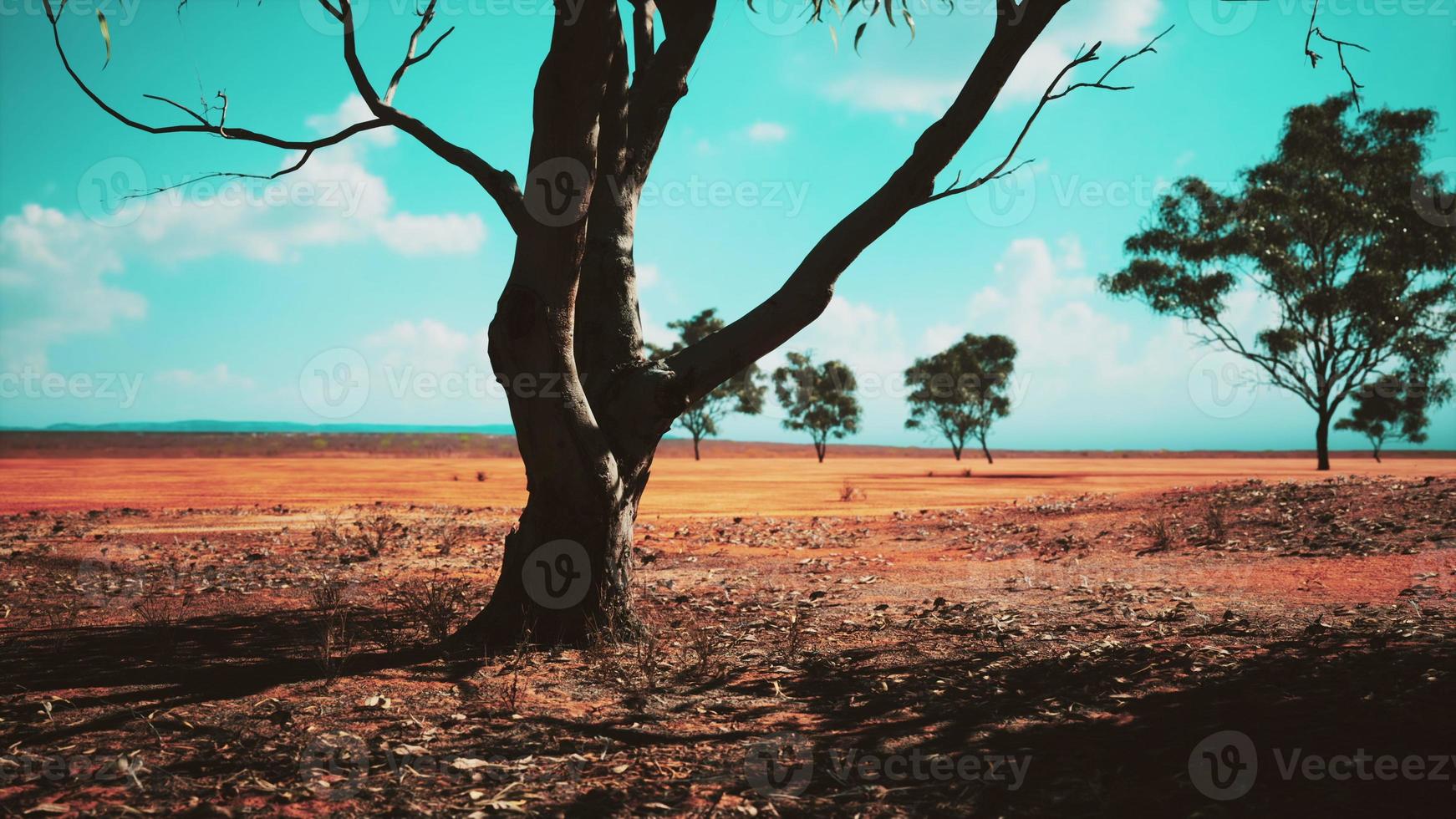 acacia tree in the open savanna plains of East Africa Botswana photo