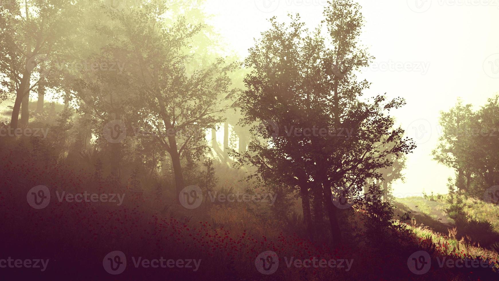 sun is shining through the trees in a young forest timelapse photo