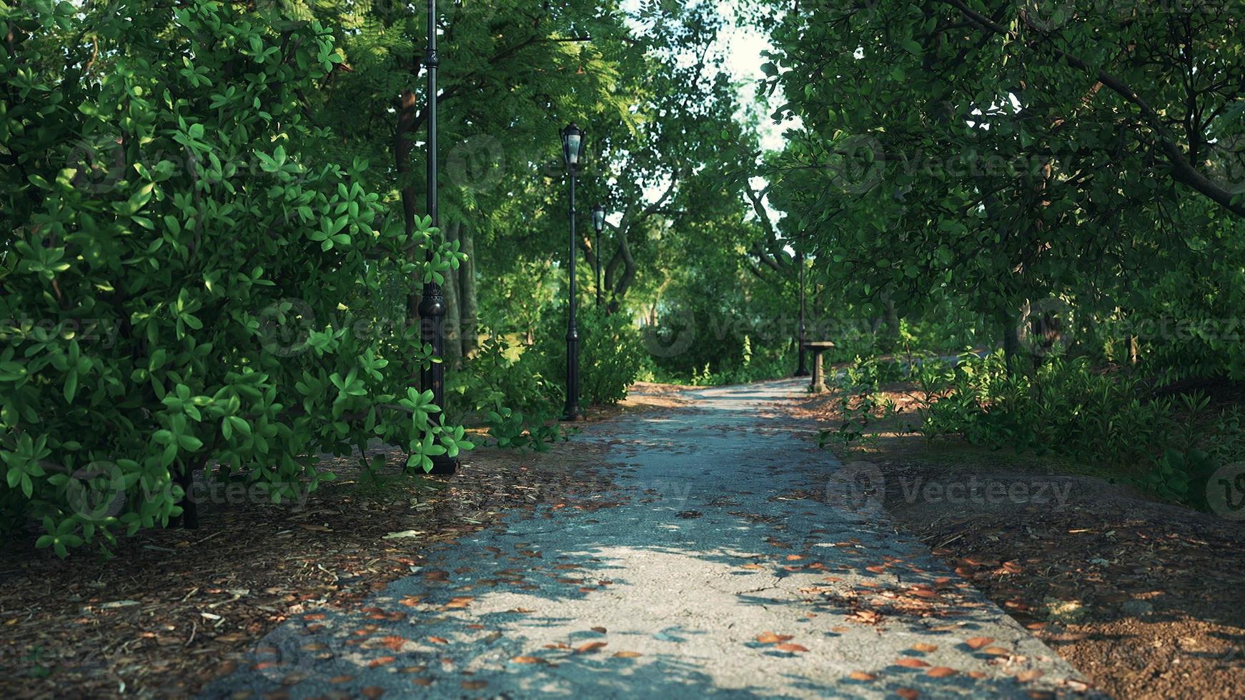 Empty footpath in park at summer photo