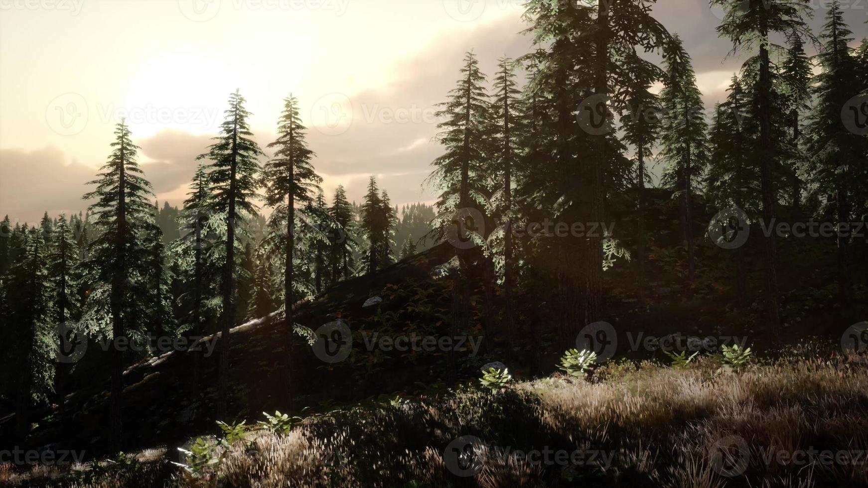 Sunrise in Autumn Forest photo
