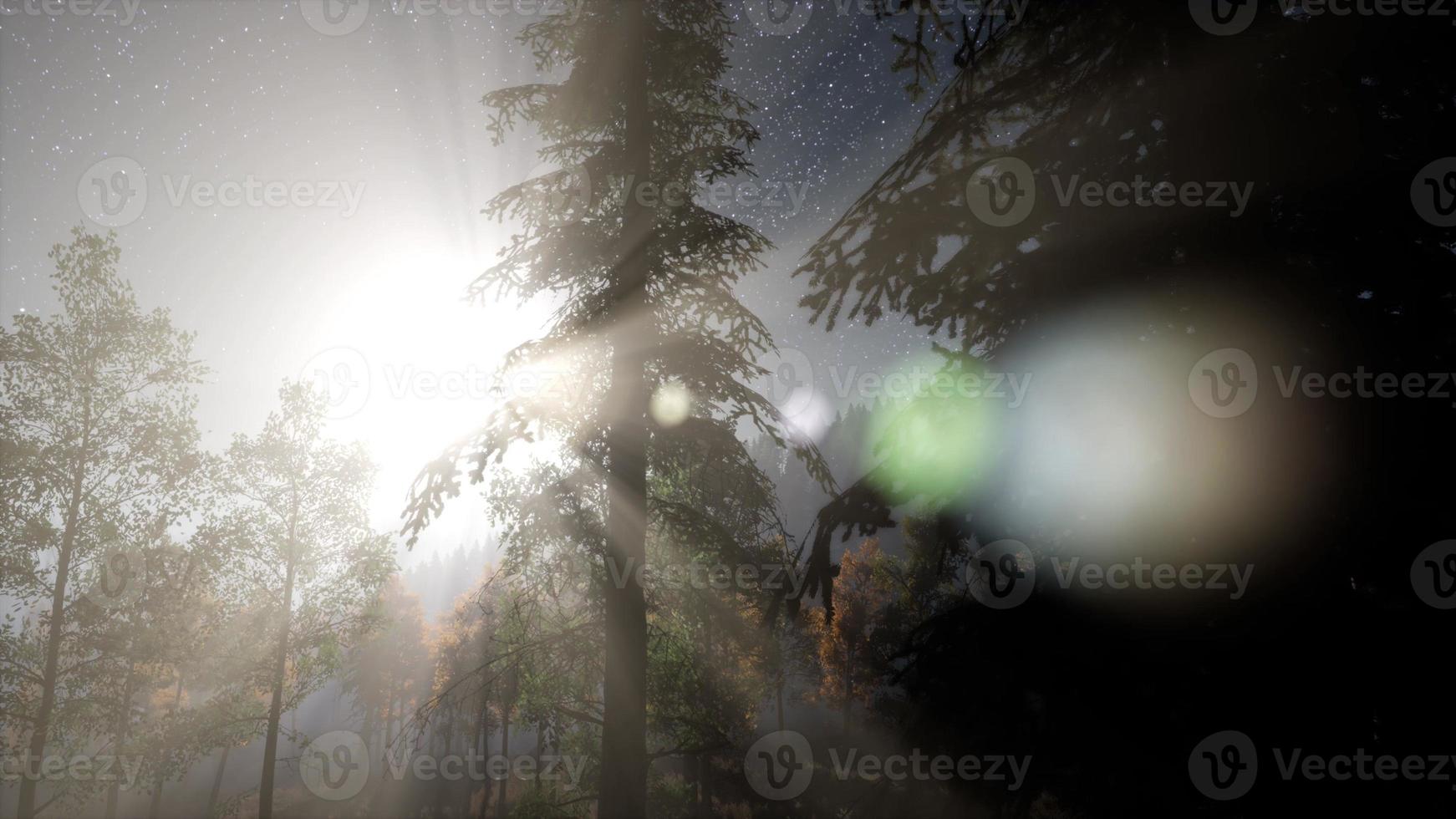 Milky Way stars with moonlight above pine trees forest photo