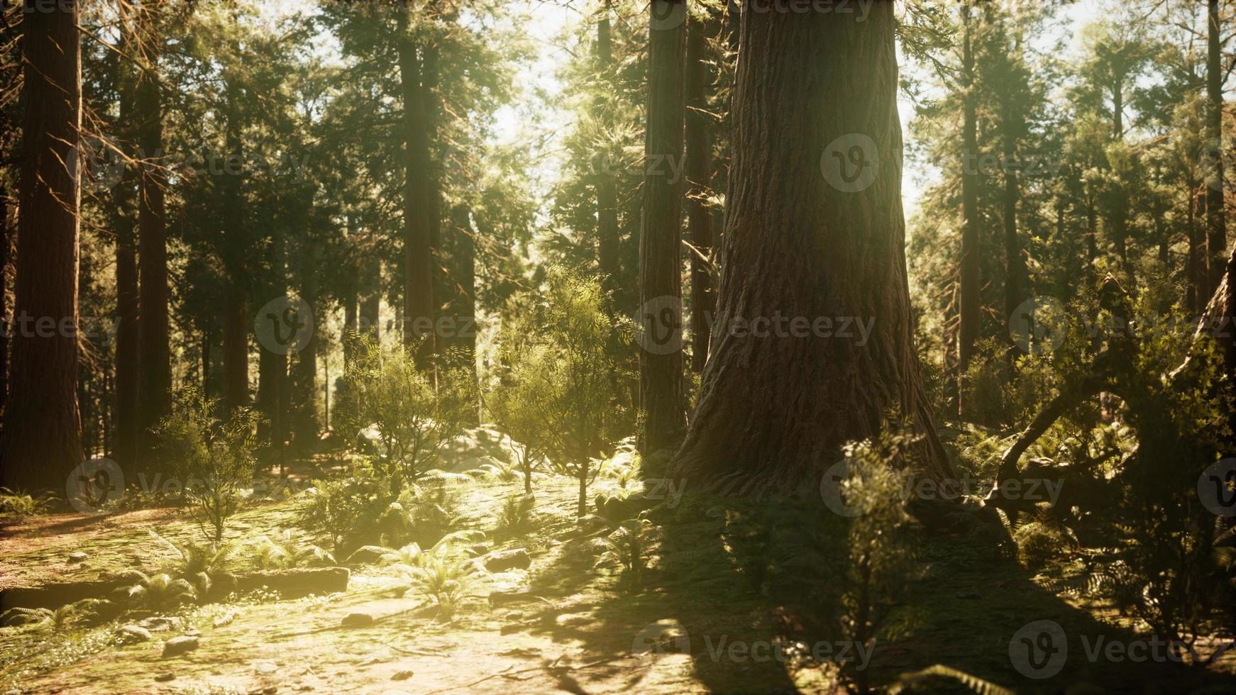 hyperlapse in sequoia forest from sunrise photo