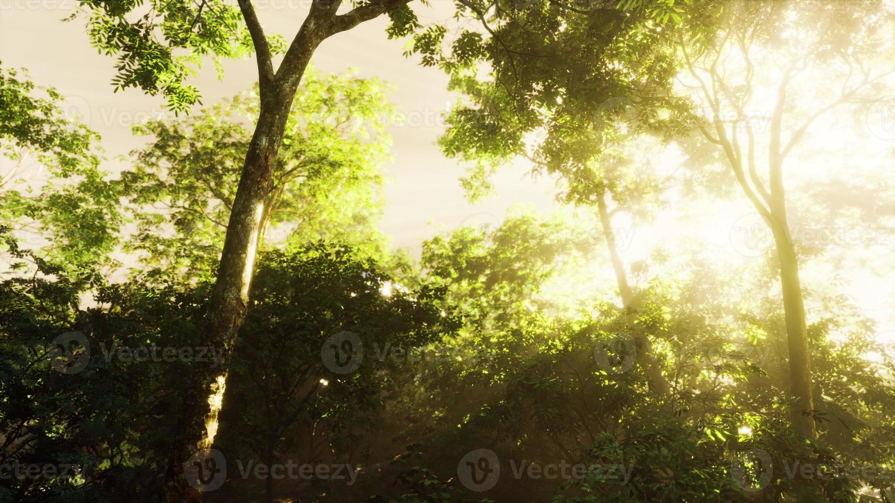 High Humidity In Jungle Rainforest in foggy day Timelapse photo