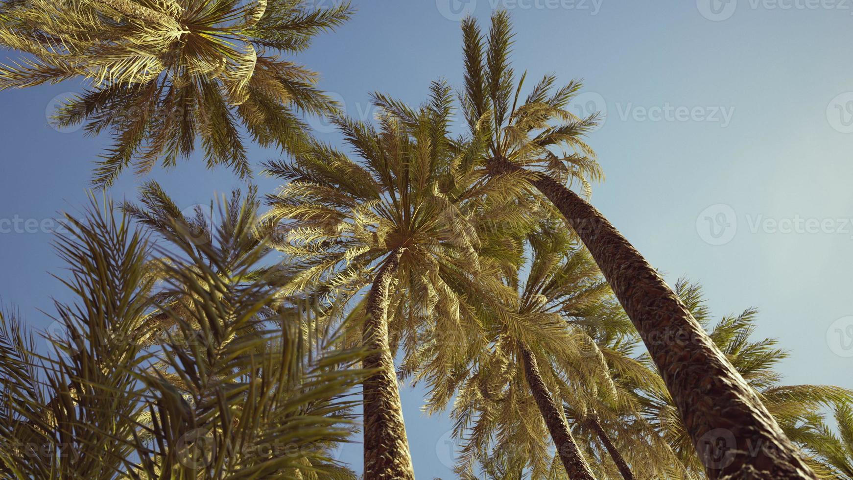 view of the palm trees passing by under blue skies photo