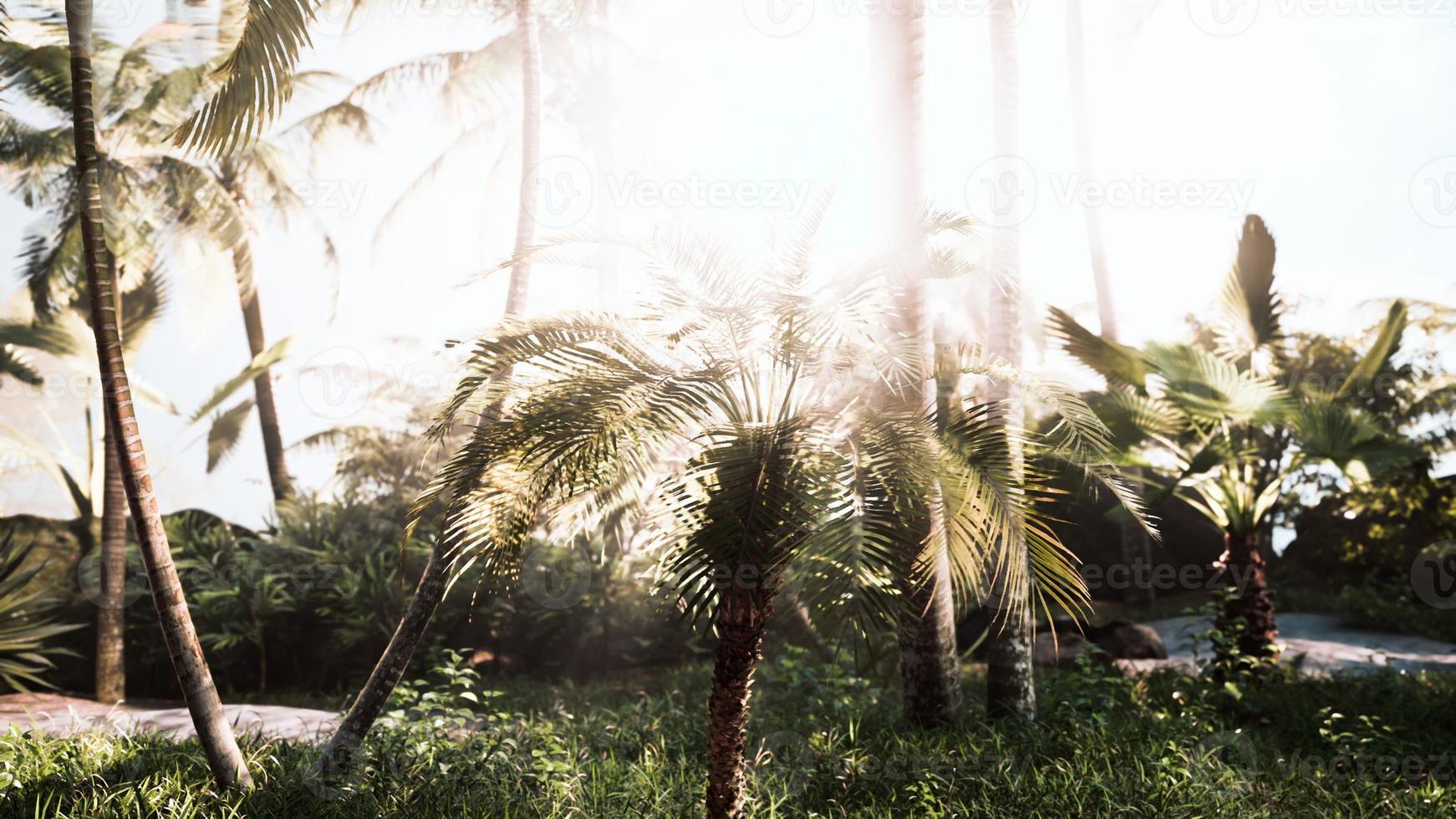 green jungle of Malaysia with sun rays photo