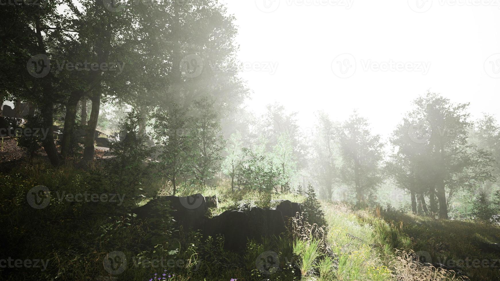 sun is shining through the trees in a young forest timelapse photo
