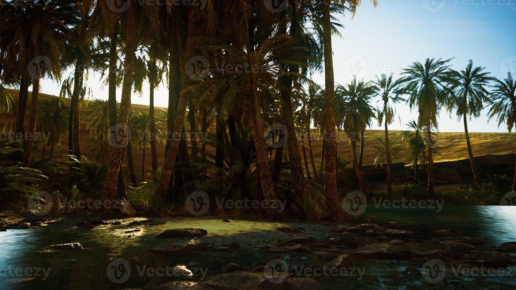 Palm Trees in Sahara Desert photo