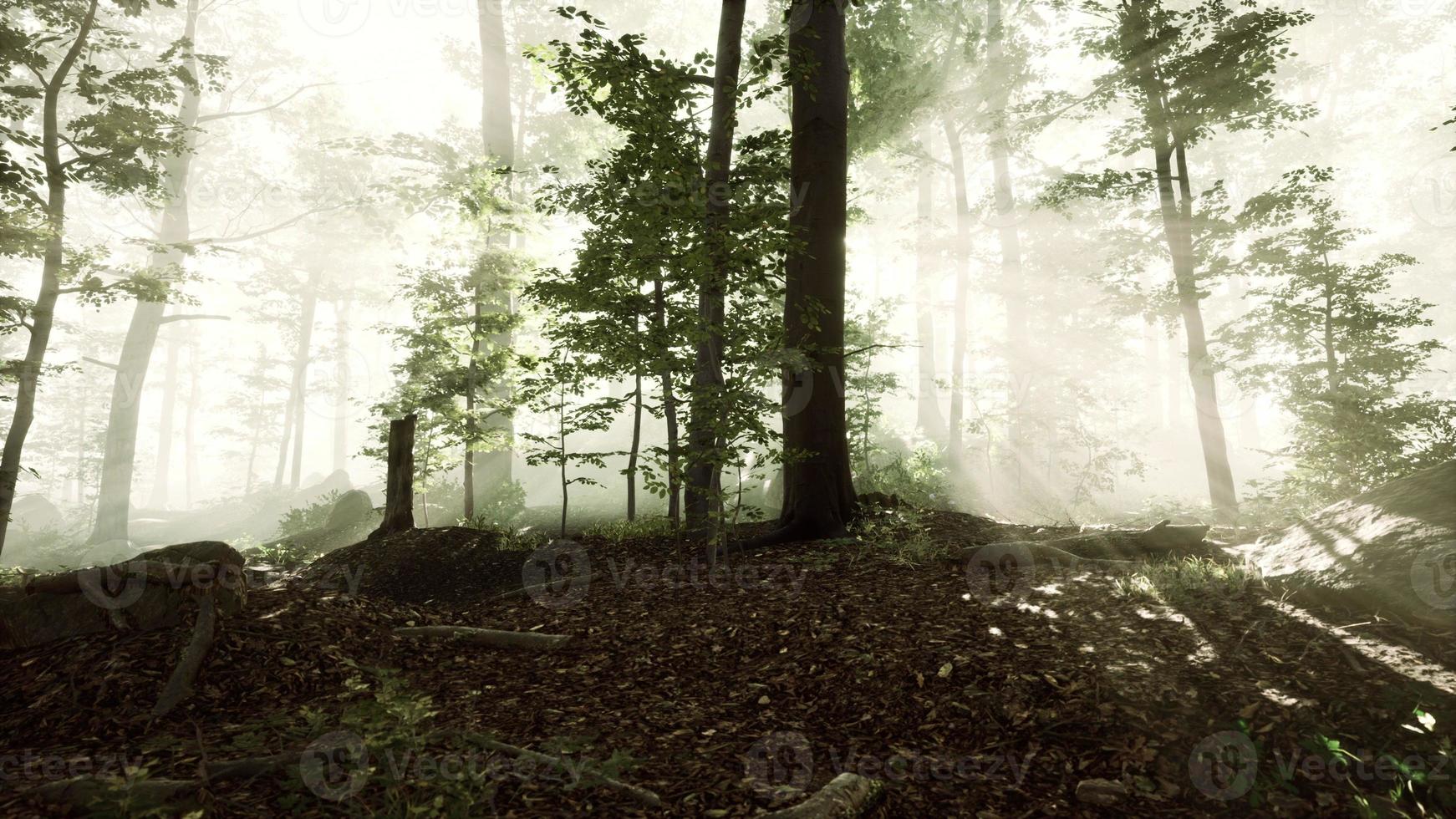 sun light in the fairy foggy forest photo