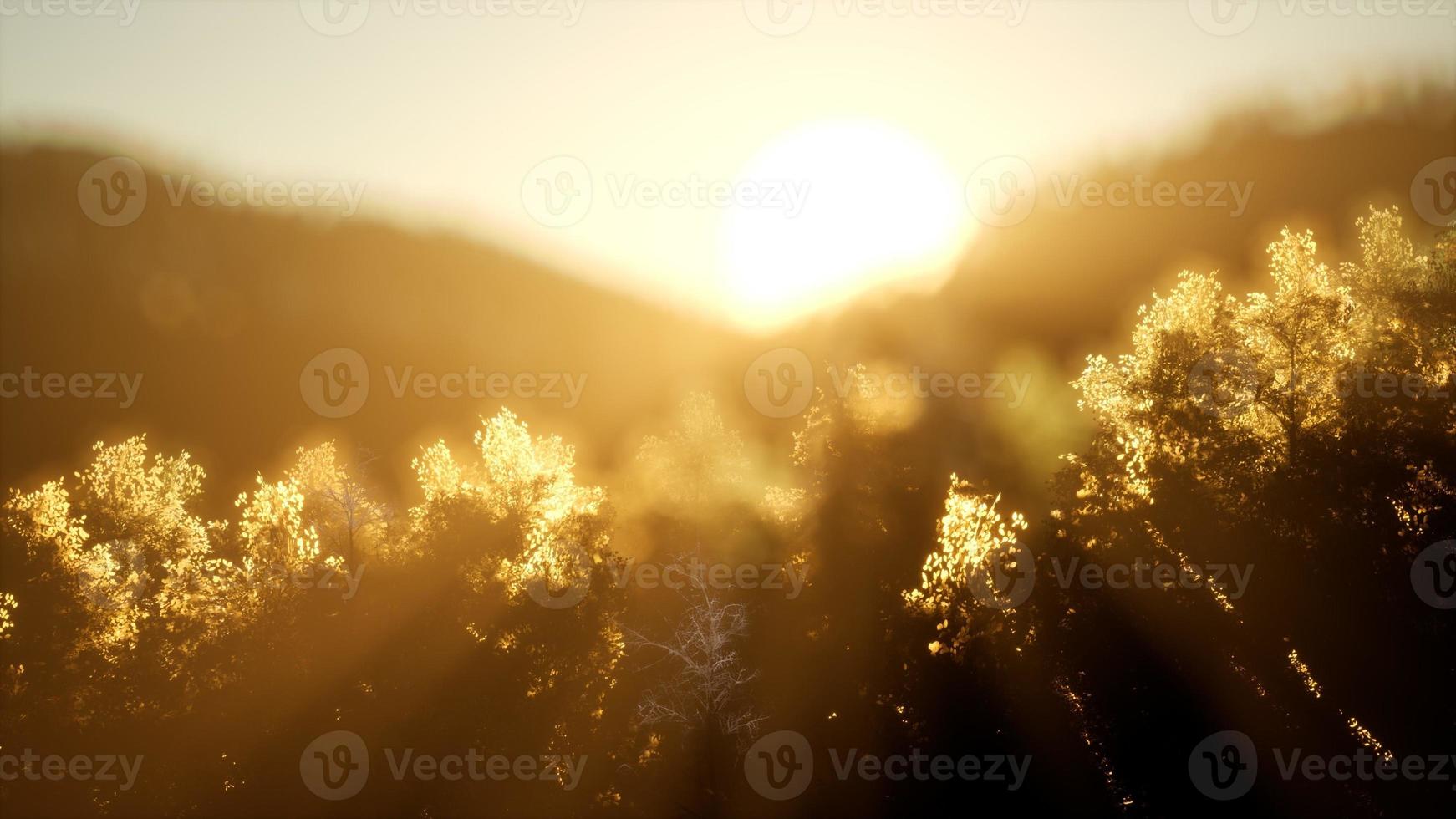 Pine forest on sunrise with warm sunbeams photo