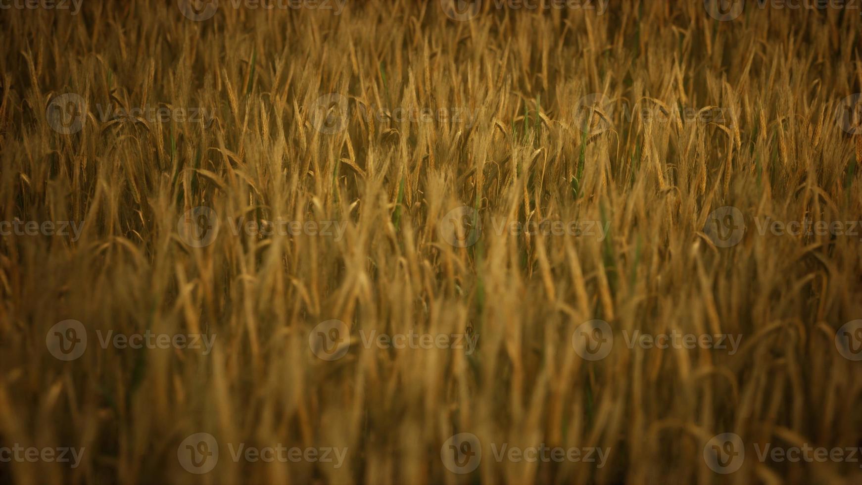 Dark stormy clouds over wheat field photo