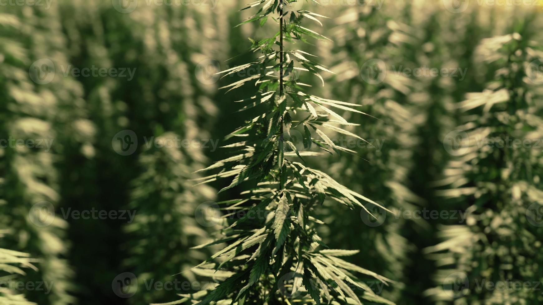 Field of industrial hemp cannabis in the evening sun photo