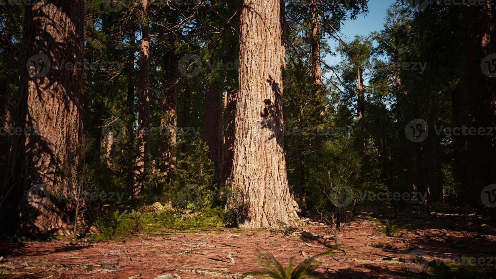 Sequoia redwood trees in the sequoia national park forest photo