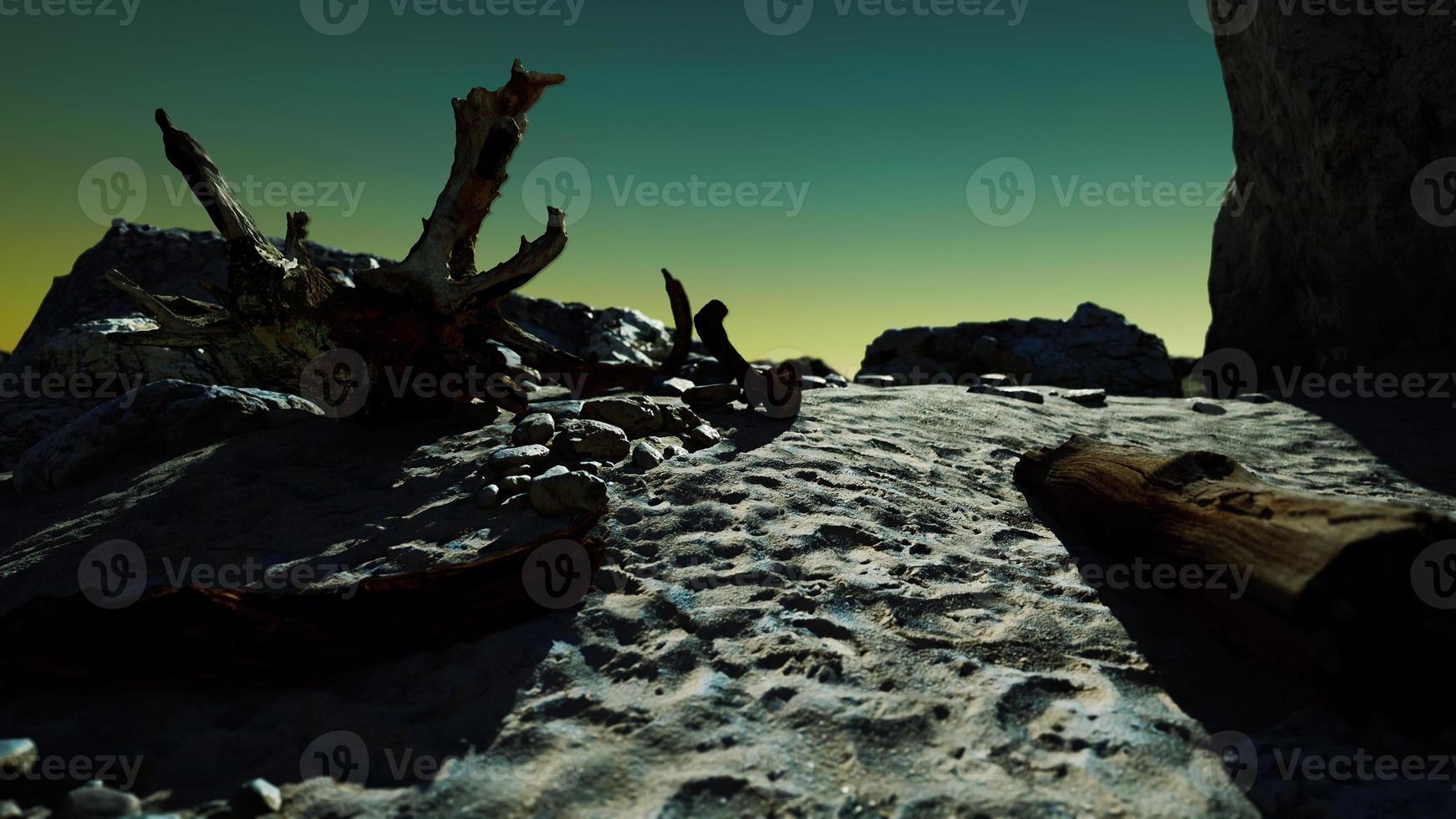 hyperlapse of rocky beach with dead trees photo