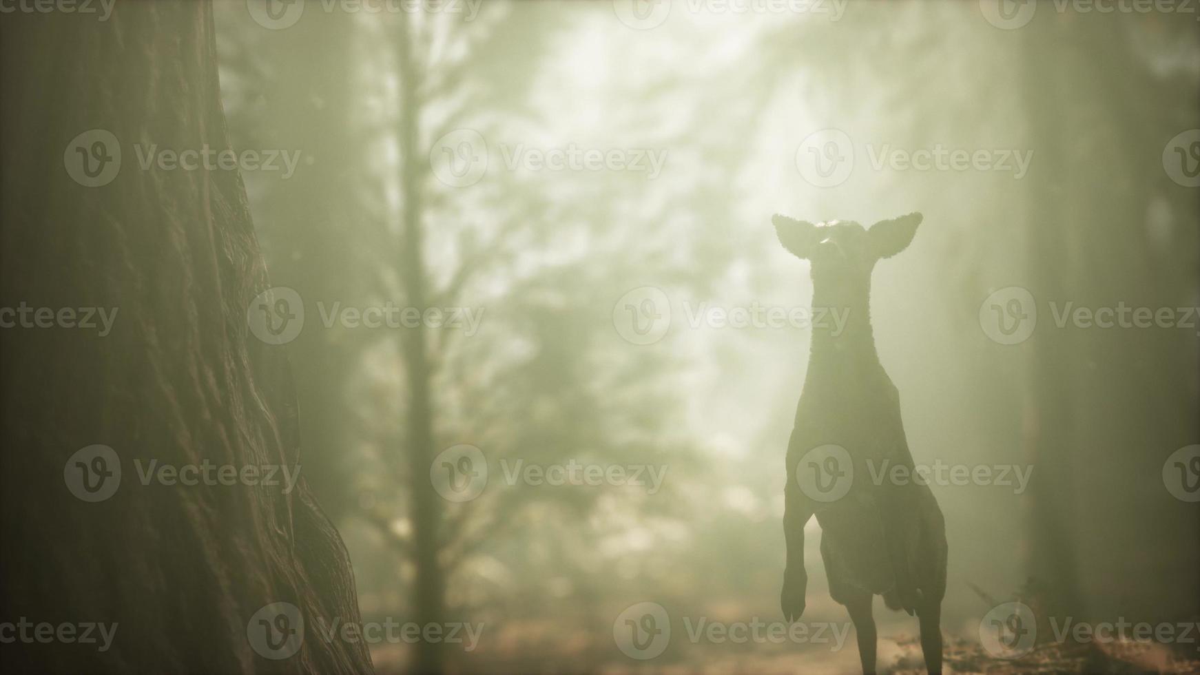 extreme slow motion deer jump in pine forest photo