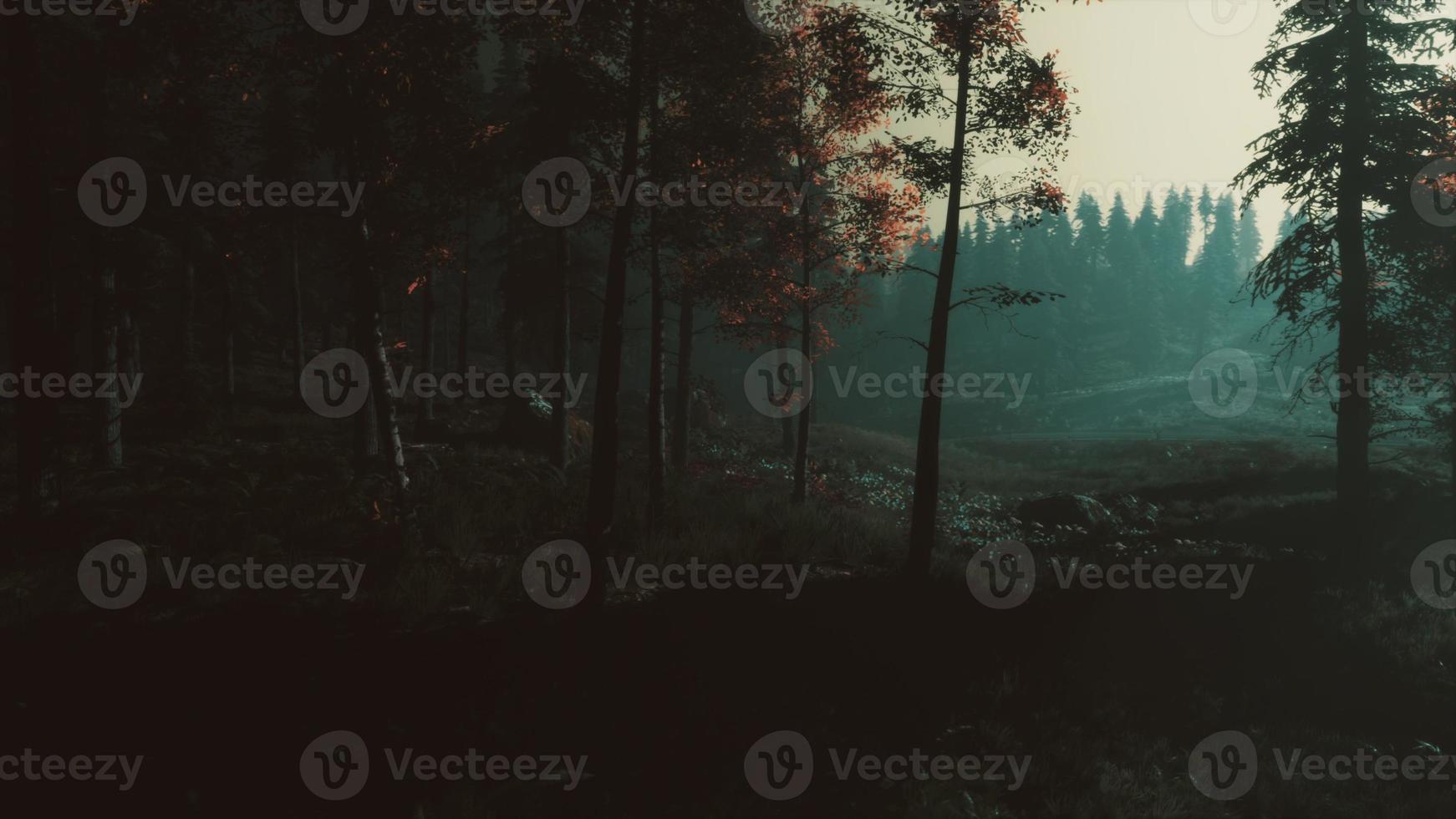 moon light over the spruce trees of magic mystery night forest photo