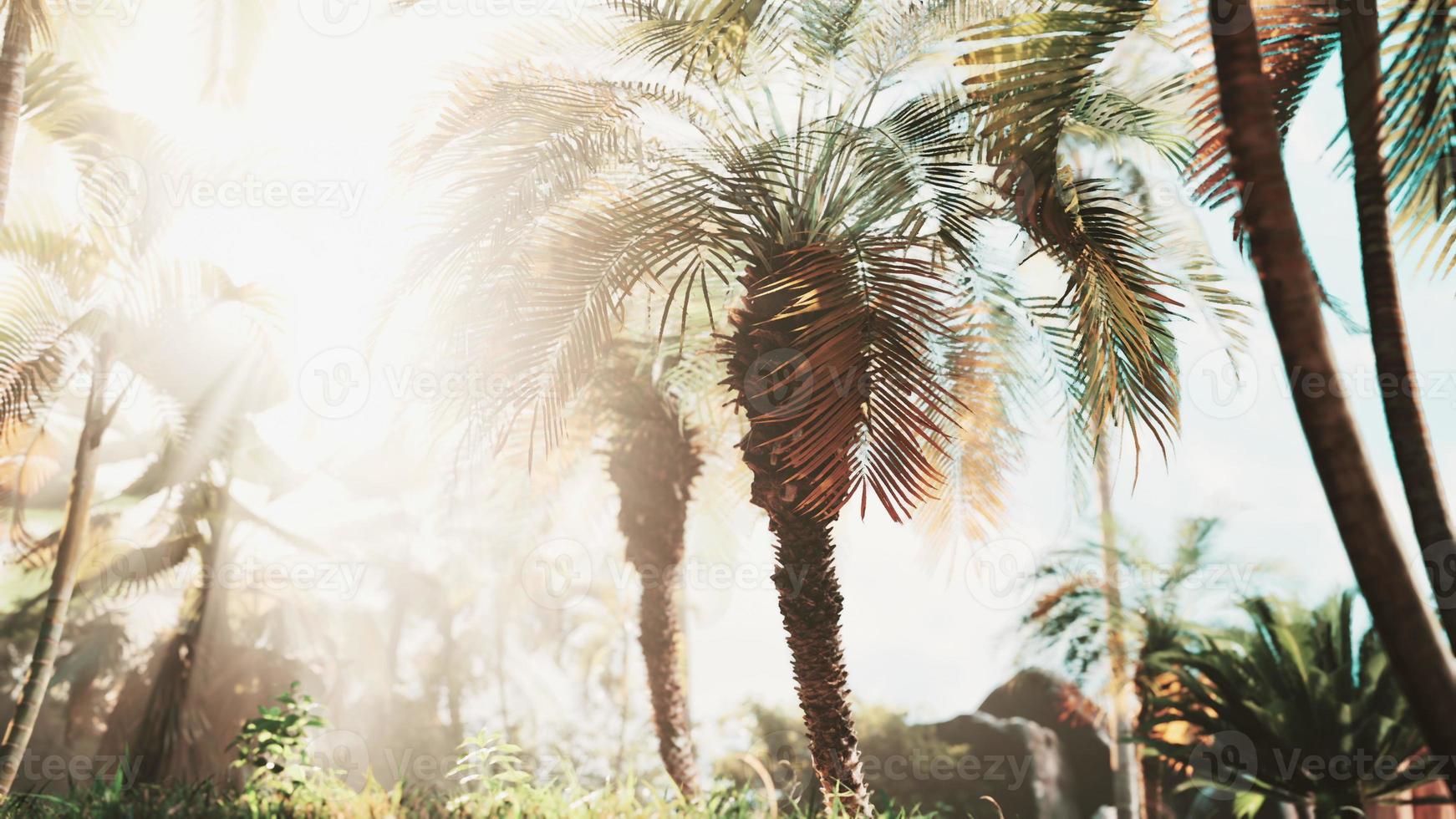 misty rainforest and bright sun beams through trees branches photo