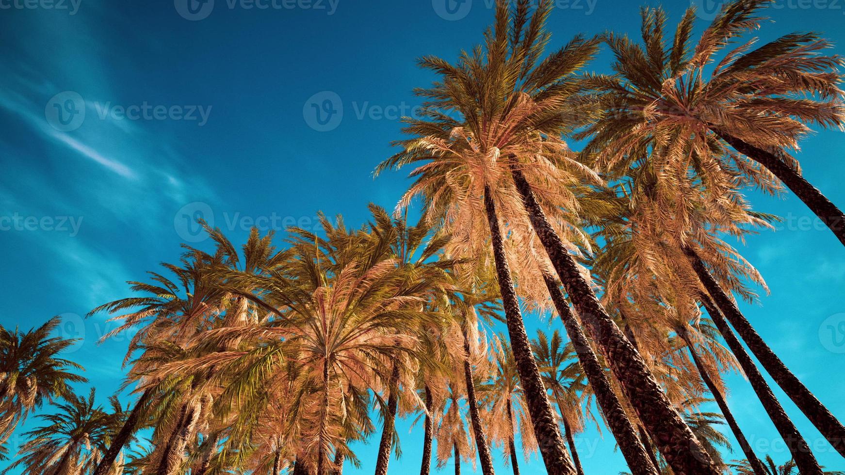 palmeras de coco en el cielo azul foto