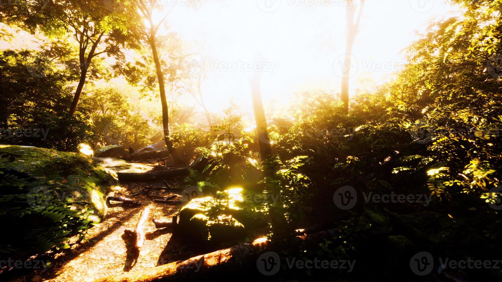 Time lapse of a Tropical jungle in the mountains of Puerto Rico photo