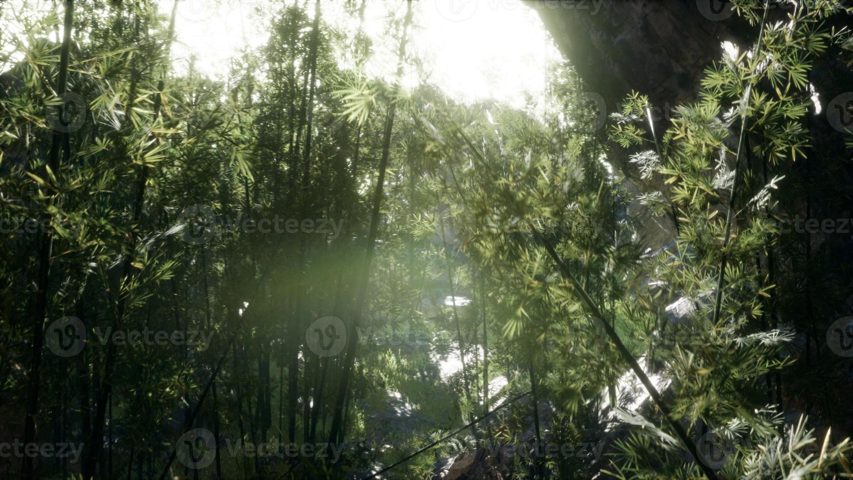 Lush green leaves of bamboo near the shore of a pond with stones. photo