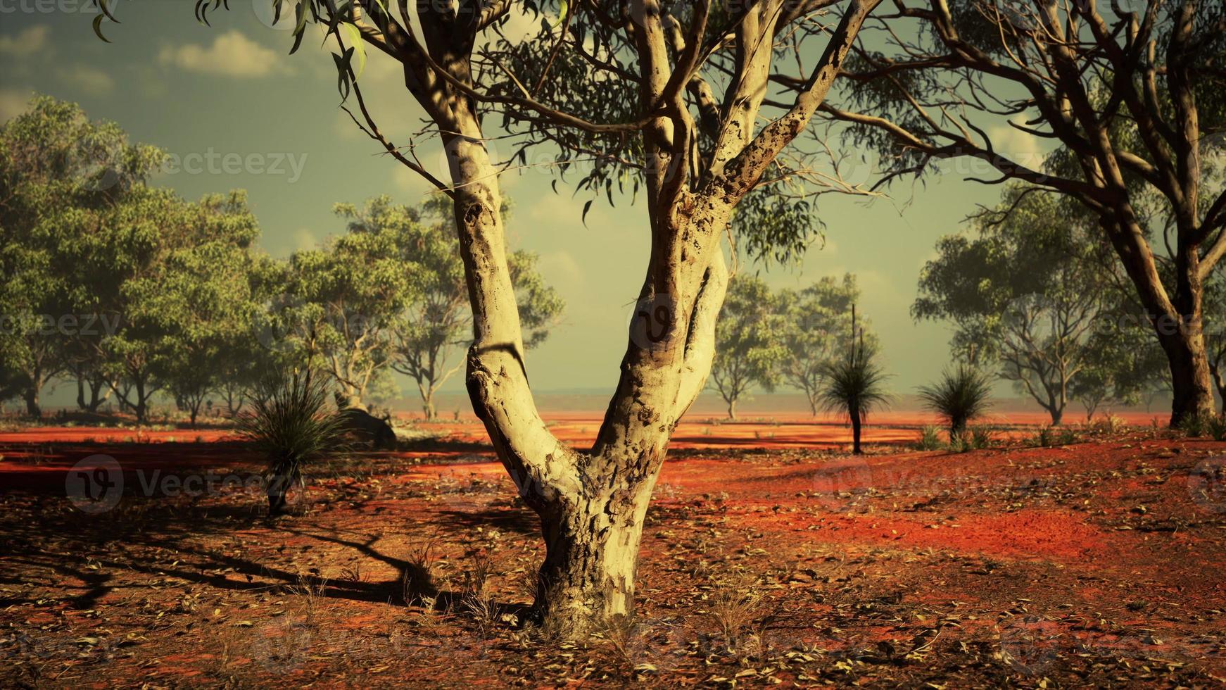 acacias trees in the landscape of Tanzania with clouds in the sky photo