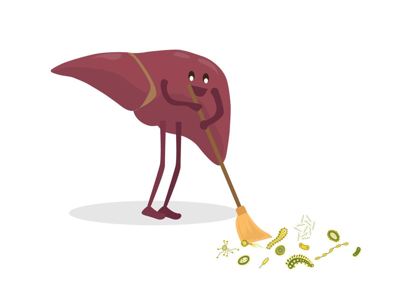 The liver gets rid of toxins and all that is not needed. Vector illustration.