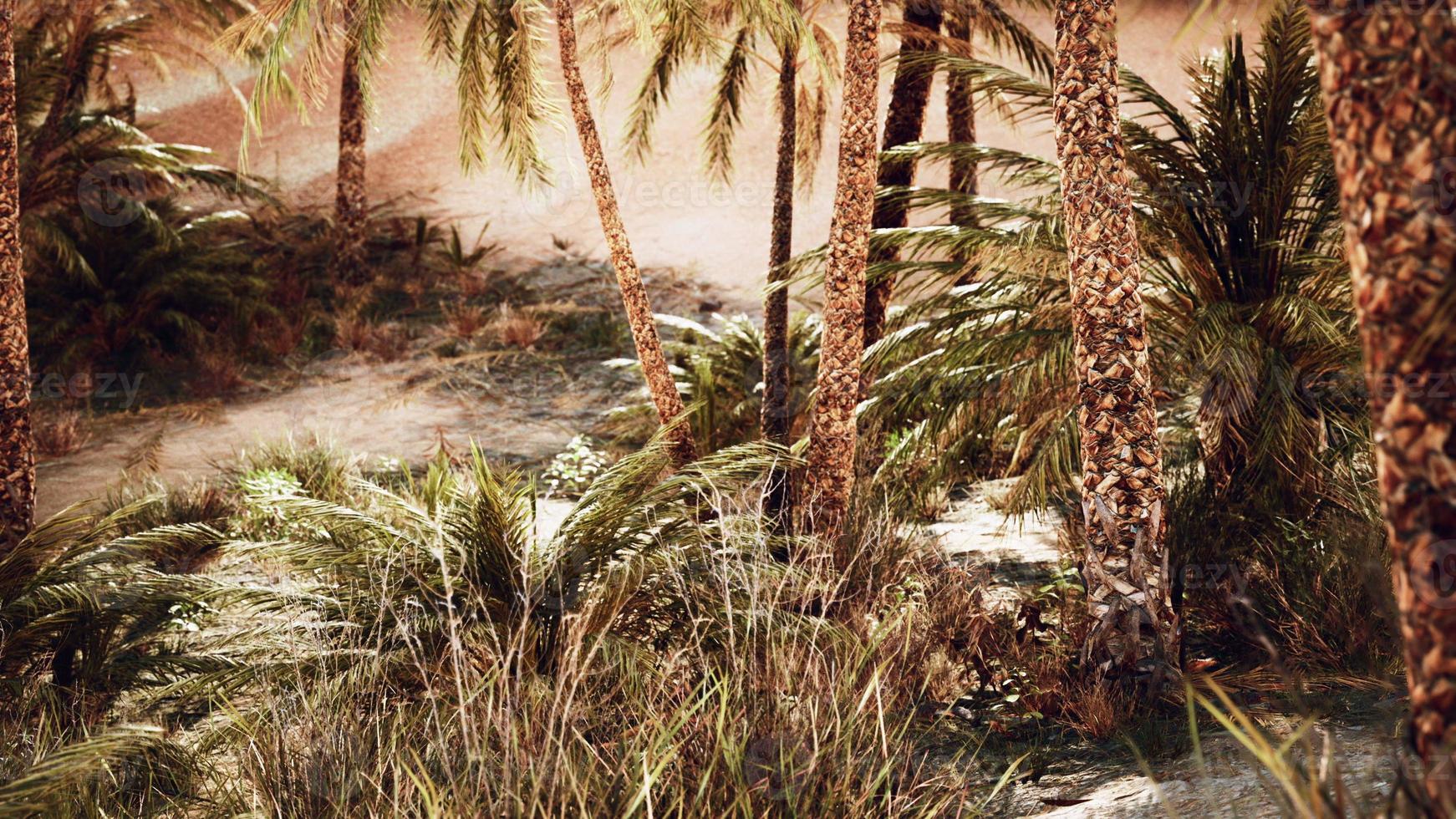 palm trees in the desert with sand dunes photo