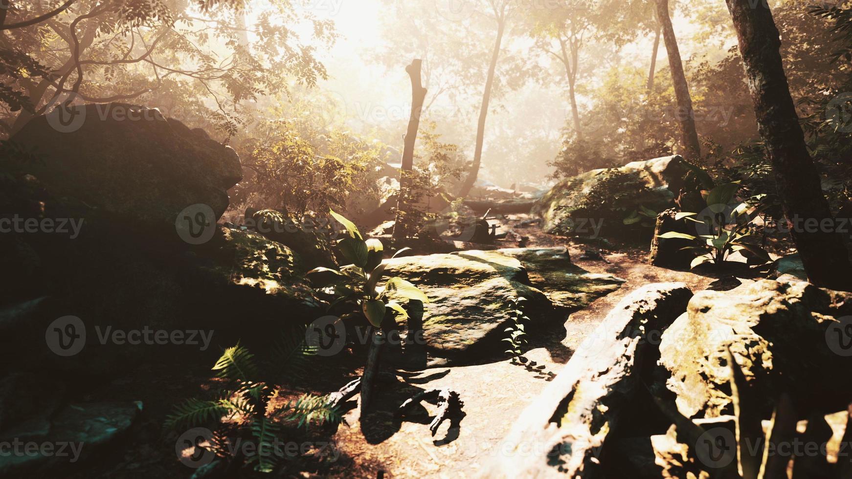 High Humidity In Jungle Rainforest in foggy day Timelapse photo
