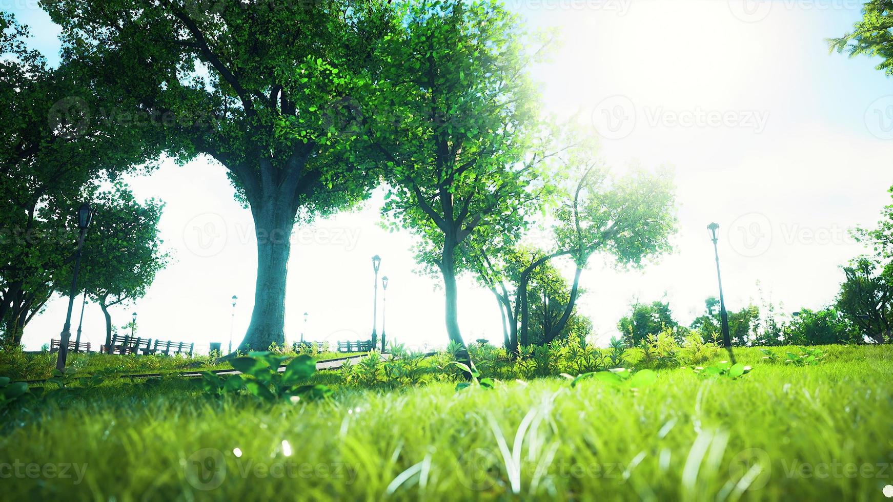 Landscape lawn in a park with trees and fresh grass photo