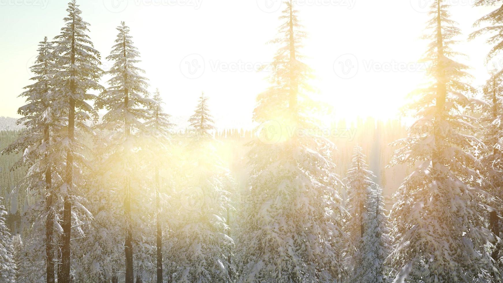 Flight above Winter Forest photo