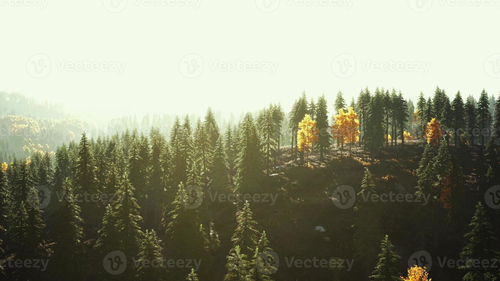 fir trees on meadow between hillsides with conifer forest in fog photo