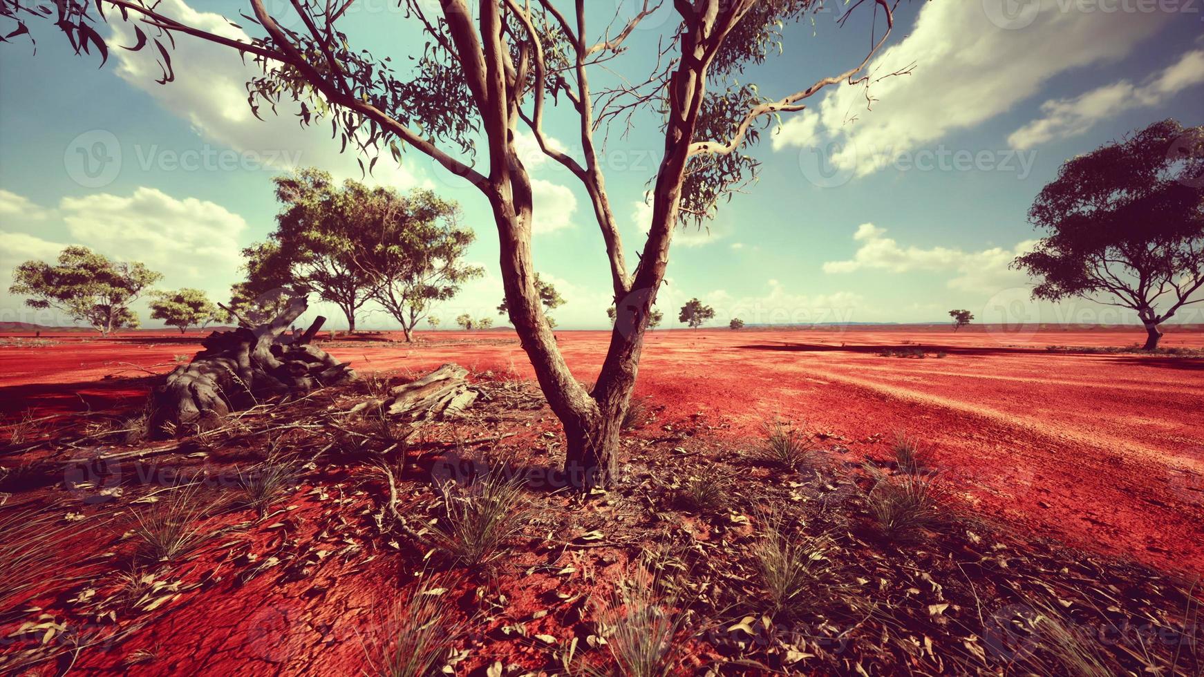 acacias trees in the landscape of Tanzania with clouds in the sky photo