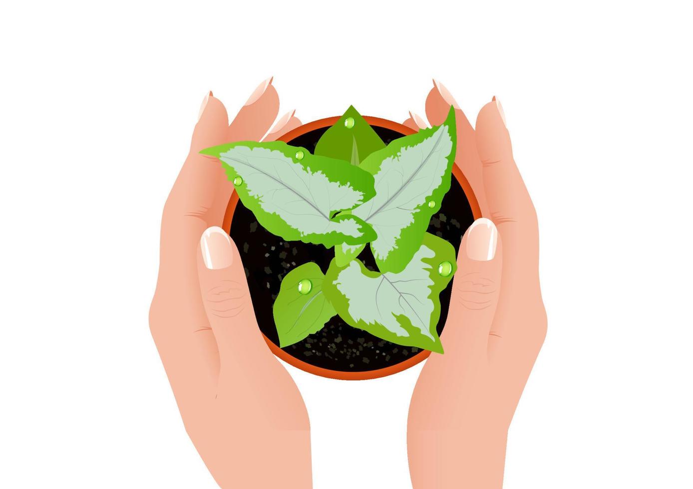 Woman holding a pot of auspicious plants named   vector illustration