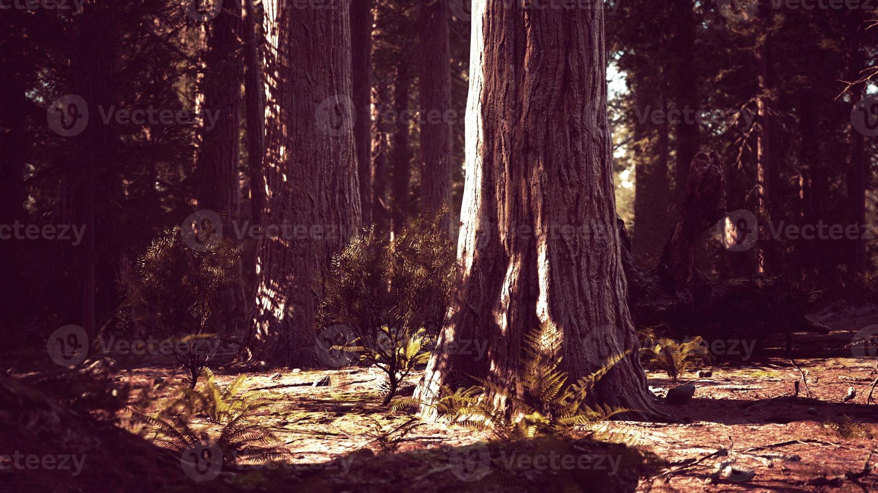 famous Sequoia park and giant sequoia tree at sunset photo
