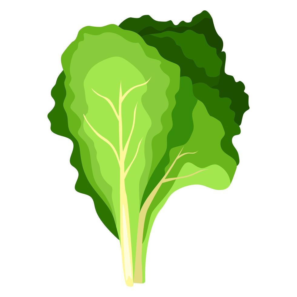 Fresh green salad plant. Nature organic vegetable leaves. vector