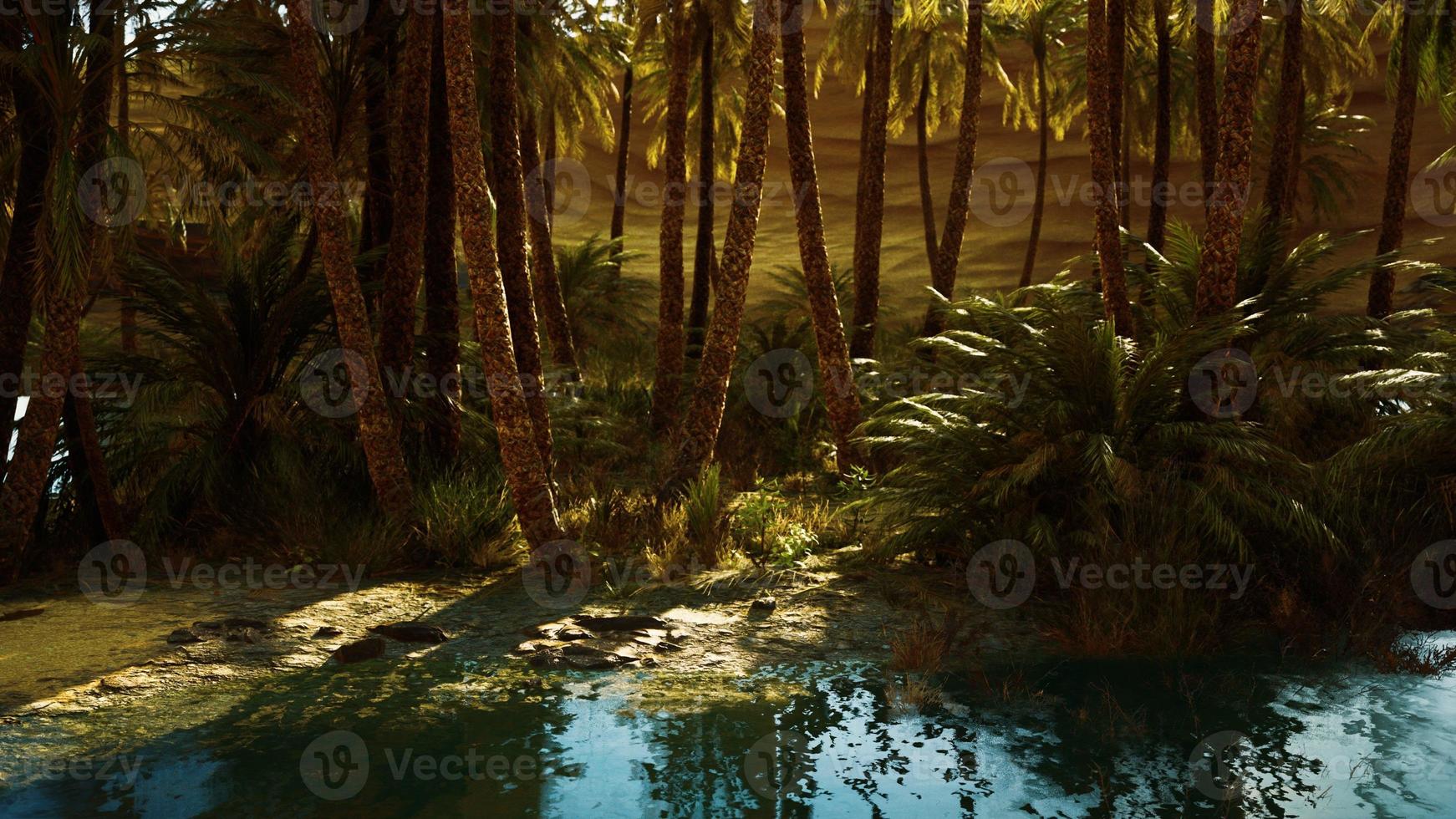 Palm Trees in Sahara Desert photo