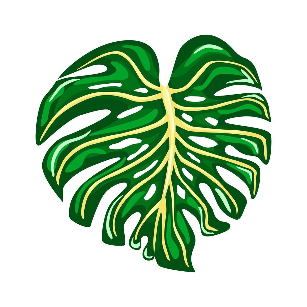 Green monstera plant leaves. Tropical palm leaf vector