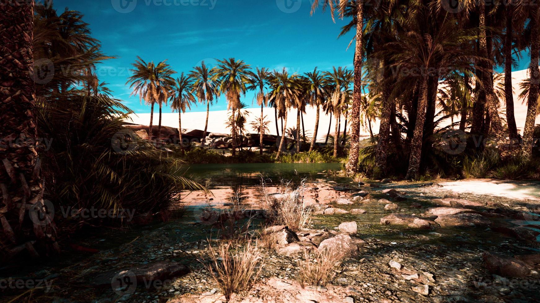 pond and palm trees in desert oasis photo