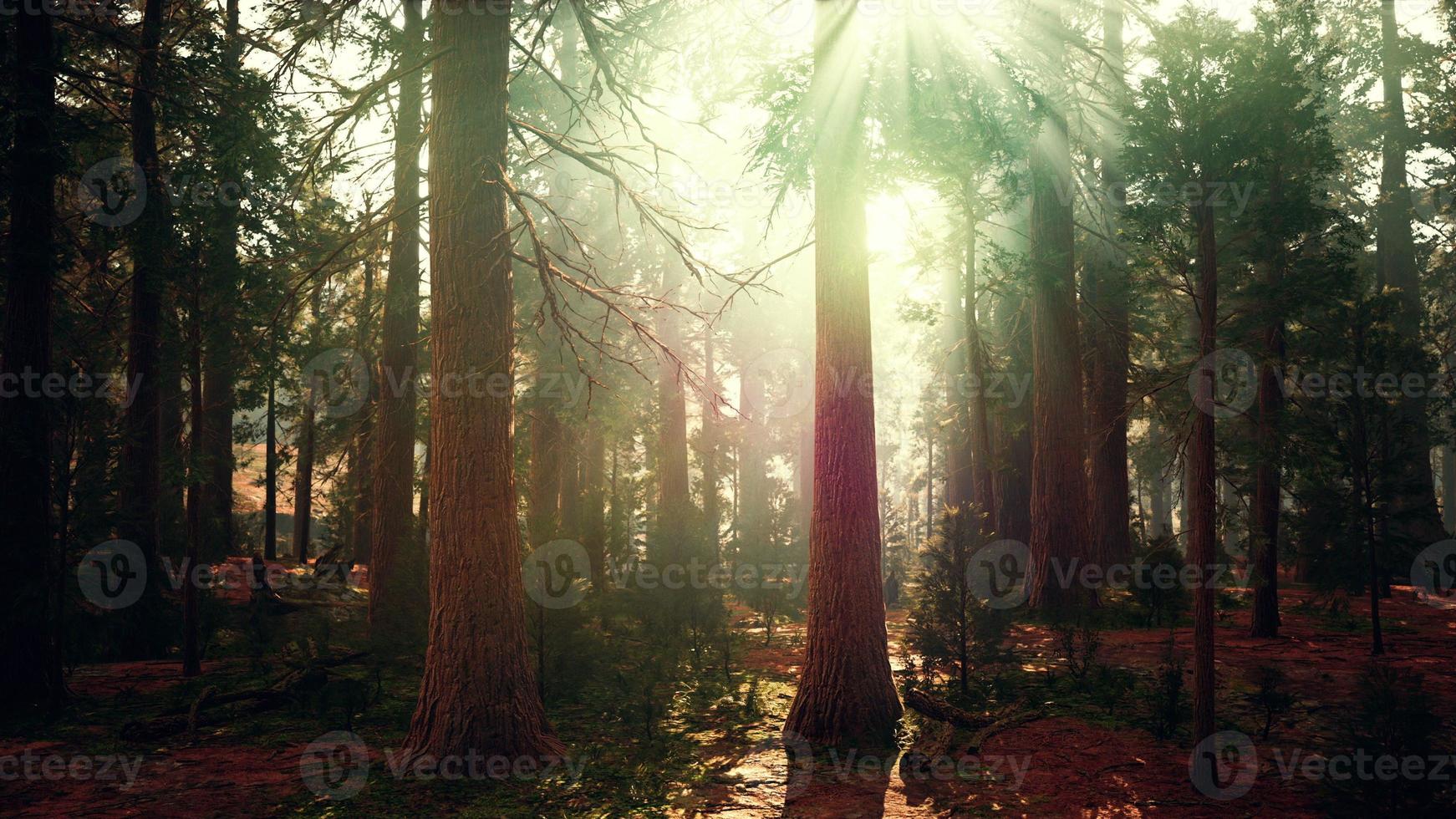 giant sequoias in the giant forest grove in the Sequoia National Park photo
