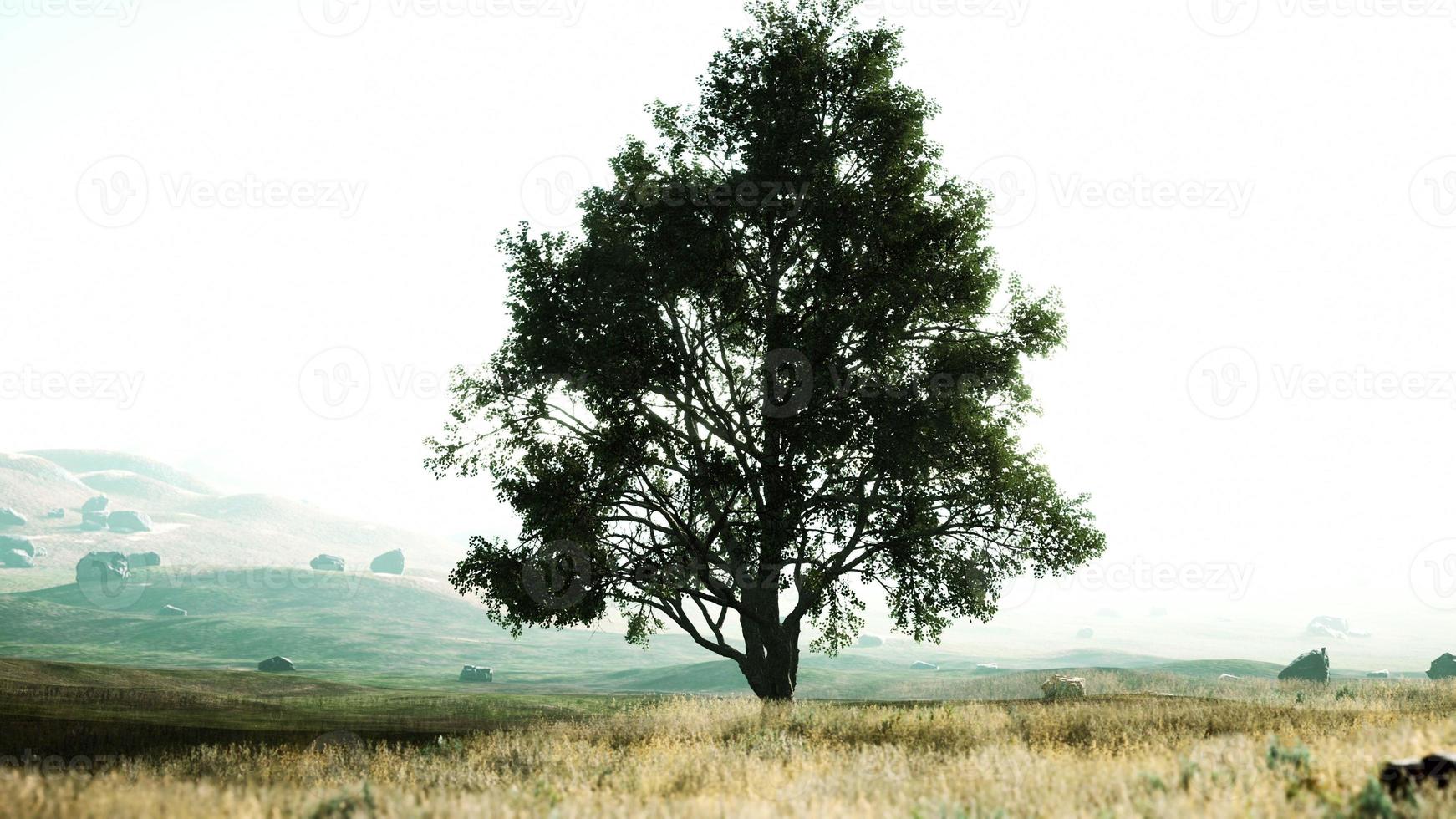 landscape with a hill and a single tree at sunrise with warm light photo