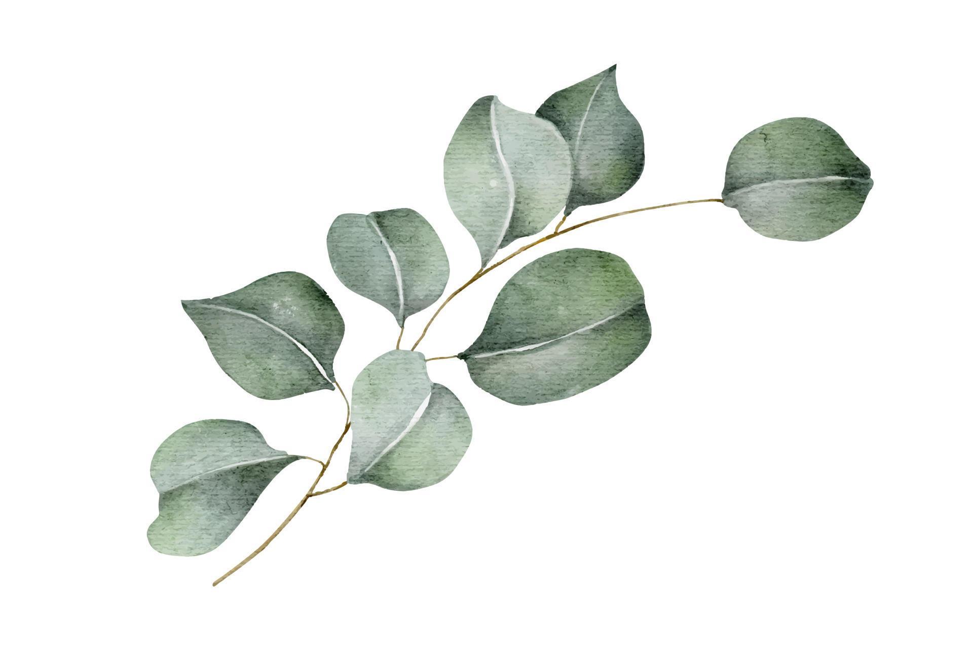 Green eucalyptus leaves and branches. Watercolor illustration. 5610263