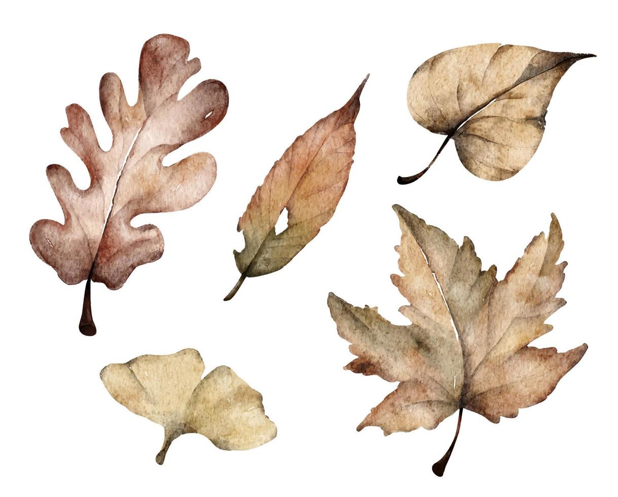 Set of colorful autumn leaves. Watercolor illustration. vector