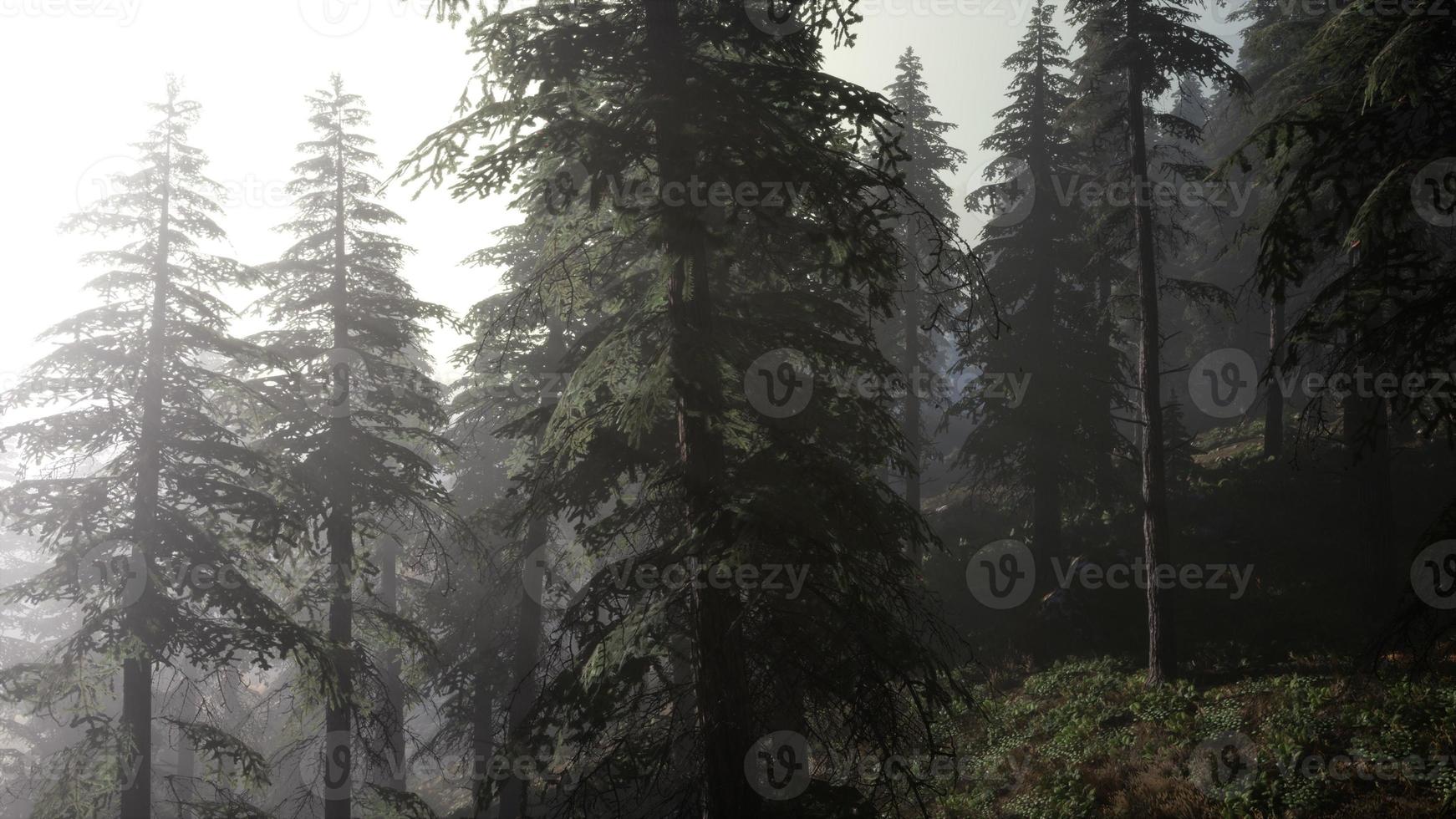 Calm moody forest in misty fog in the morning photo