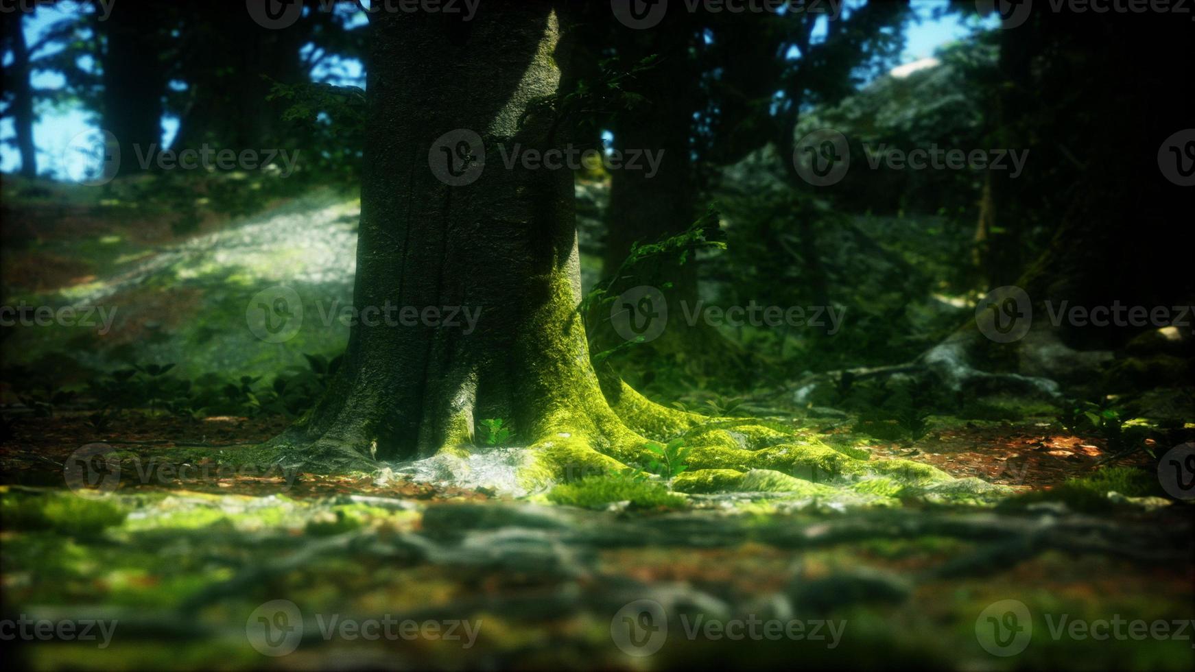 dark forest with moss and sun rays shining trough photo