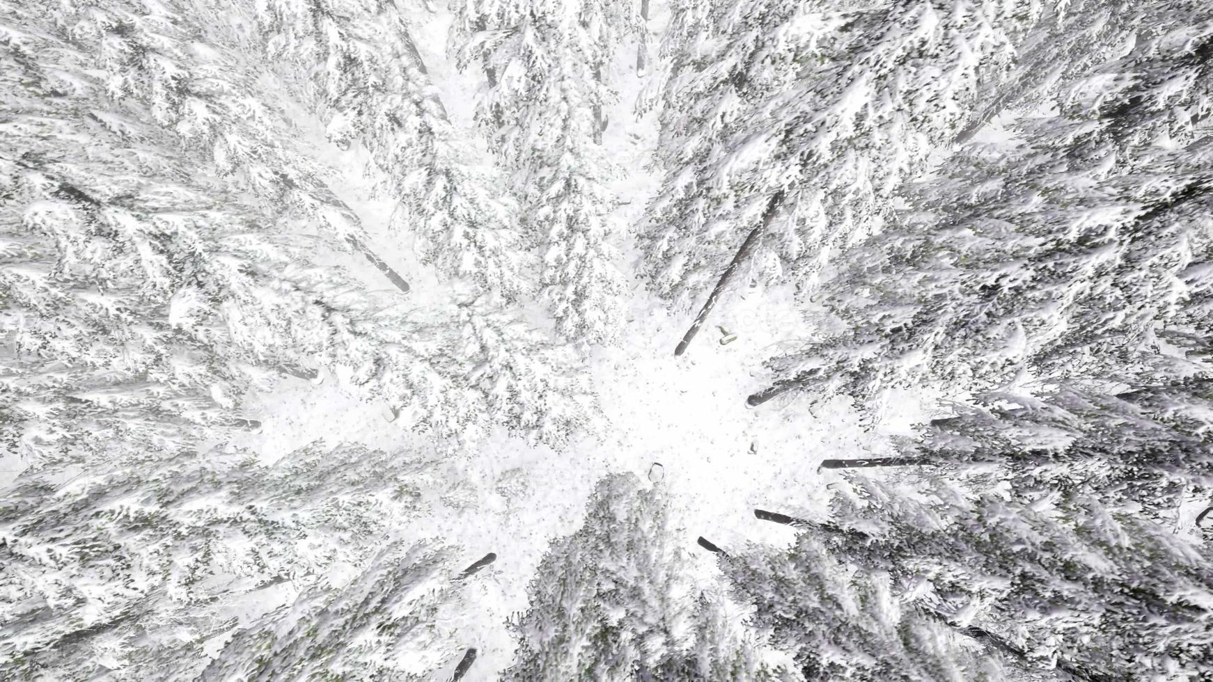 Flight above Winter Forest photo
