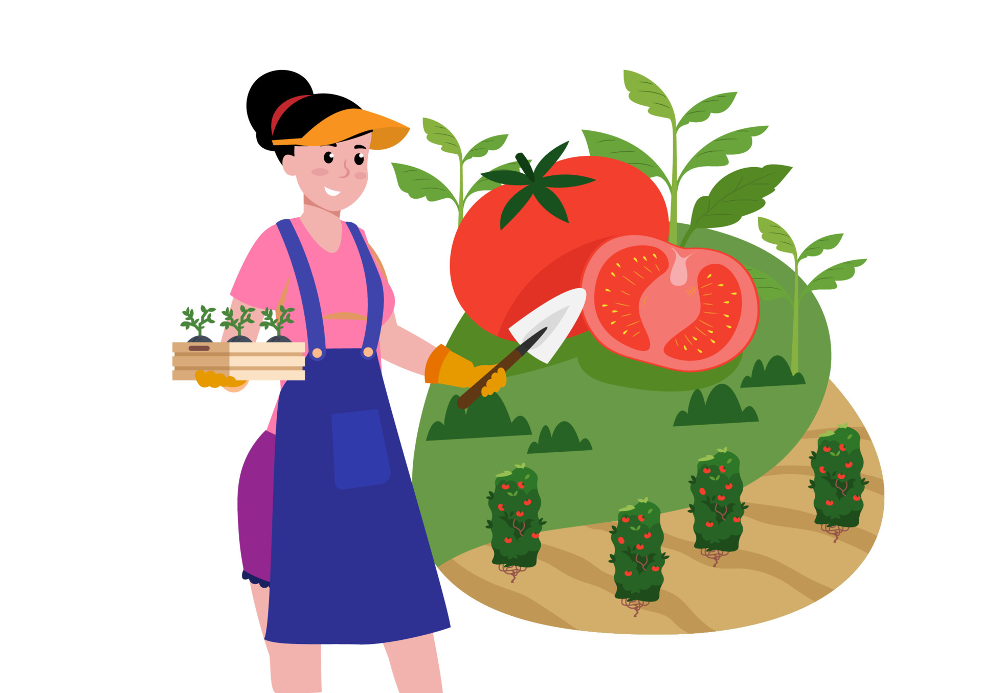 The girl brought the growing tomato plant. Come and plant it in the ground  at your farm or garden. Flat style cartoon illustration vector 5611477  Vector Art at Vecteezy