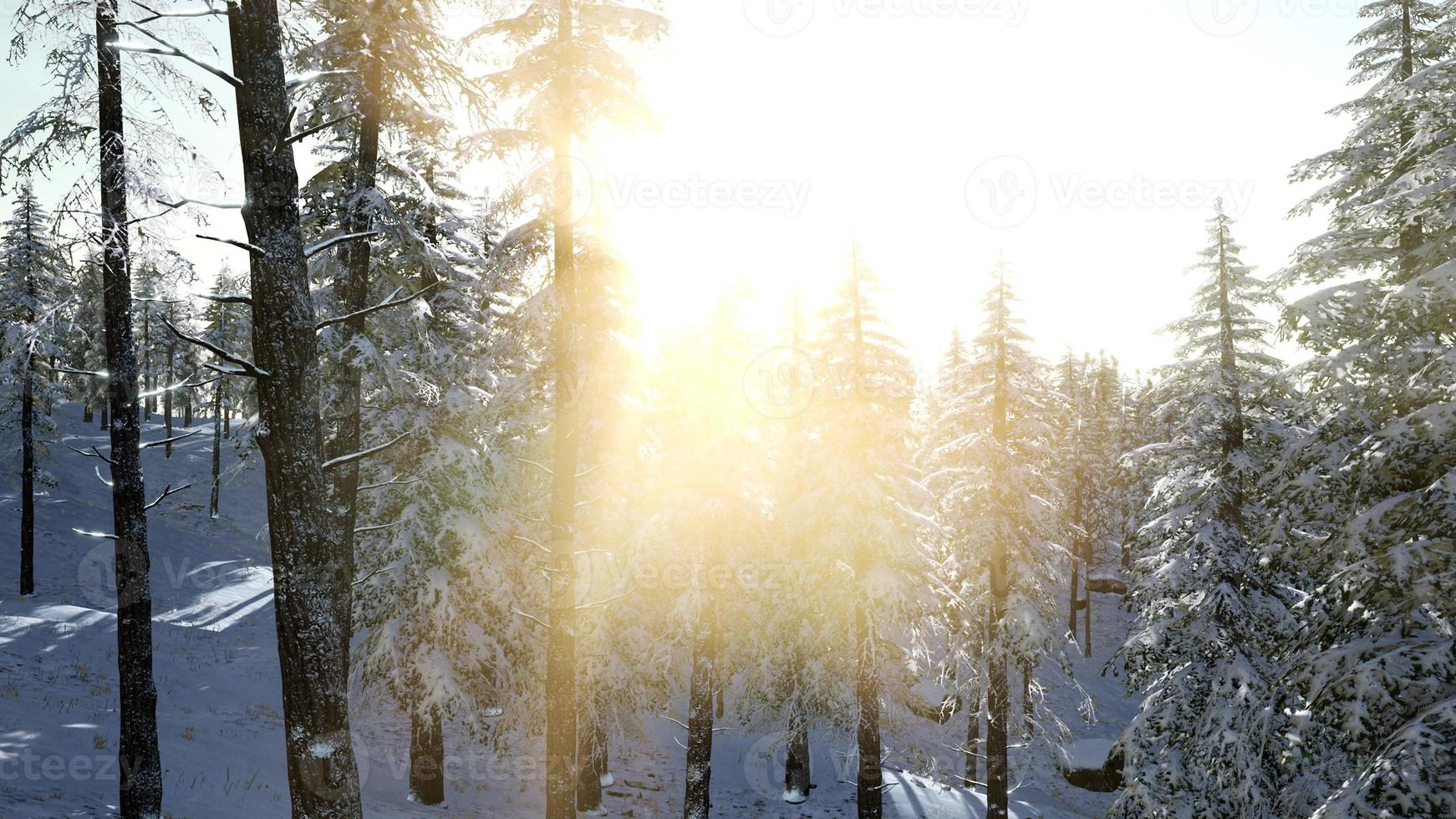 Sun Beams through Trees photo