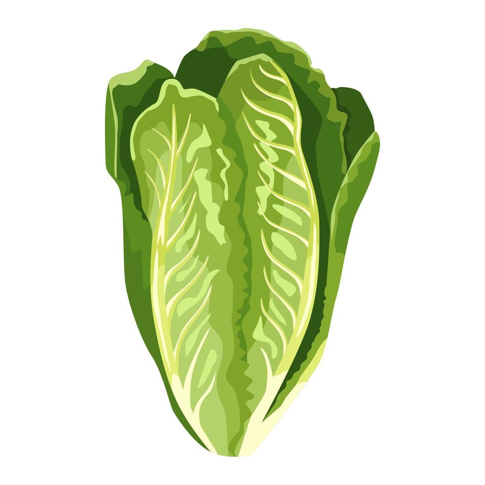 Romano lettuce isolated on white background. Kind salad in flat style. Agriculture symbol for any purpose. vector