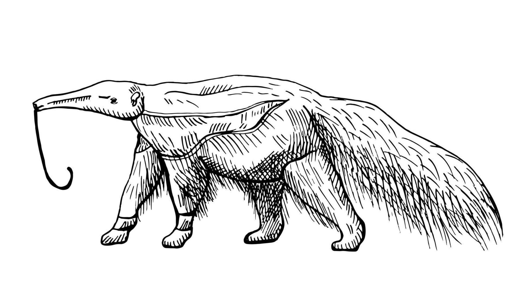 ilustración de osos hormigueros sobre fondo blanco aislado. ilustración vectorial animal de oso hormiguero gigante sudamericano. vector