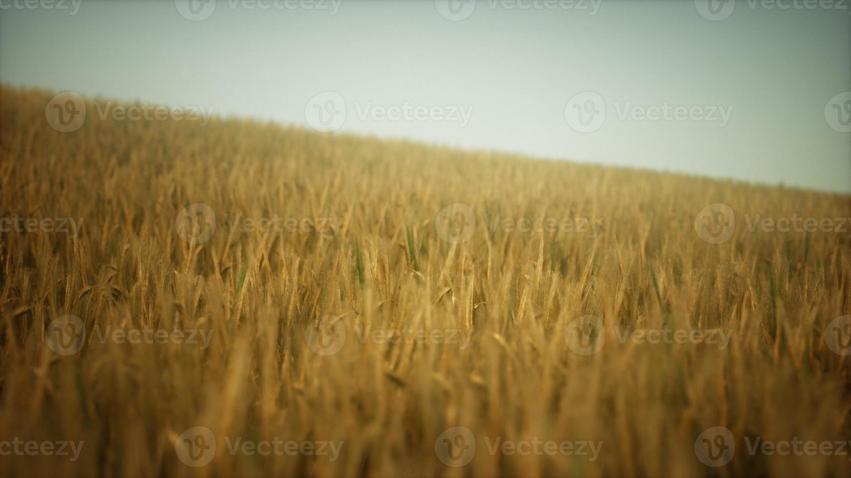 Dark stormy clouds over wheat field photo