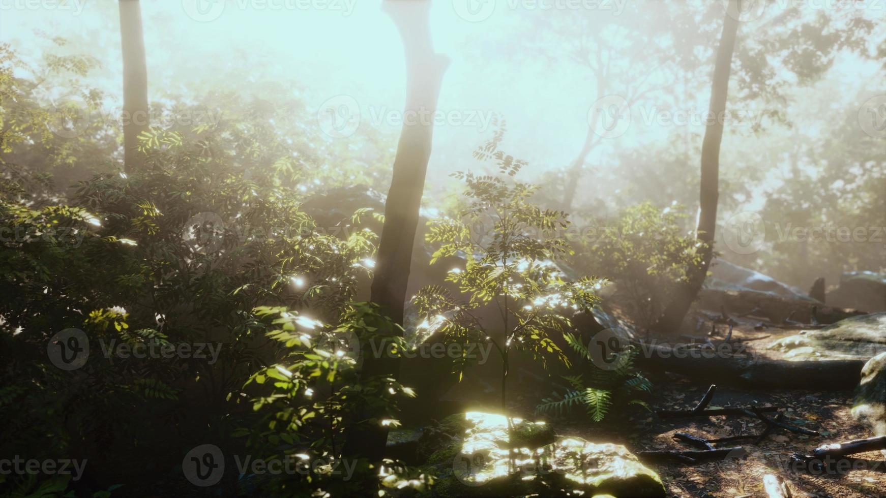 hyperlapse timelapse of beautiful tropical jungle photo